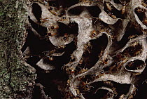 Nasute Termite (Nasutitermes sp) nest reveals soldiers with dart-gun heads, Amazonian Peru