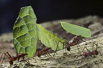 Leafcutter Ant (Atta cephalotes) workers carrying leaves back to nest, Barro Colorado Island, Panama