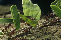 Leafcutter Ant (Atta sp) group carrying leaves back to nest, Barro Colorado Island, Panama