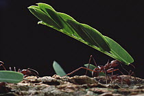 Leafcutter Ant (Atta sp) group group carrying leaves back to nest, Barro Colorado Island, Panama