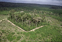 Deforestation study plot, biological dynamics for forest fragments project near Manaus, Brazil