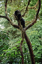 Spectacled Bear (Tremarctos ornatus) in tree, La Planada Reserve, Colombia