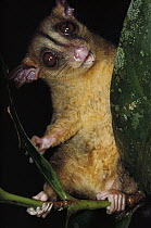 Woolly Opossum (Caluromys philander) is well adapted to canopy life with gripping hands, Costa Rica