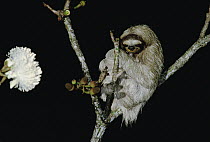 Hoffmann's Two-toed Sloth (Choloepus hoffmanni) sleeping in flowering Shaving Brush Tree (Pseudobombax ellipticum), Panama