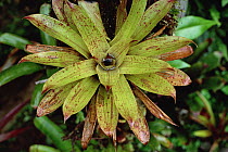 Rainforest bromeliad, La Planada Reserve, Colombia