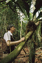 Pulitzer prize winning entomologist Dr. E. O. Wilson examines epiphyte for insects, Barro Colorado Island, Panama