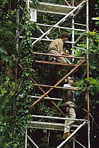 Entomologist Dr. E. O. Wilson searches for rainforest canopy ants with research assistant John Tobin in 45 meter tower, Barro Colorado Island, Panama