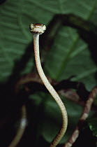 Vine Snake portrait, La Selva, Costa Rica