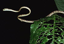 Vine Snake portrait, La Selva, Costa Rica