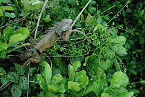 Green Iguana (Iguana iguana) sunning on a branch in rainforest, Panama