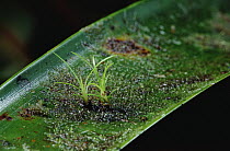 Young bromeliads root in thick layer of dust and detritus collected on mother leaf in cloud forest, La Planada Reserve, Costa Rica