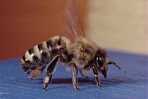 Honey Bee (Apis mellifera) portrait, Wurzburg, Germany