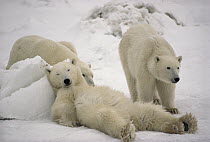 Polar Bear (Ursus maritimus) trio loafing in snow, Churchill, Manitoba, Canada