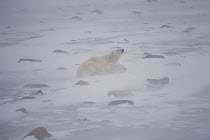 Polar Bear (Ursus maritimus) pair in a snow storm, Churchill, Manitoba, Canada