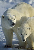 Polar Bear (Ursus maritimus) pair, Churchill, Manitoba, Canada