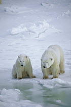 Polar Bear (Ursus maritimus) family waiting for seals near break in pack ice, Churchill, Manitoba, Canada