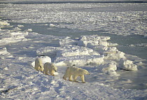 Polar Bear (Ursus maritimus) trio on icefield, Churchill, Manitoba, Canada