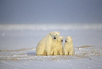 Polar Bear (Ursus maritimus) mother and two cubs, Churchill, Manitoba, Canada