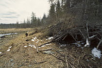 Timber Wolf (Canis lupus) den, Boundary Waters Canoe Area Wilderness, Minnesota