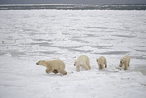 Polar Bear (Ursus maritimus) mother chasing intruding bear away from her cubs, Churchill, Manitoba, Canada