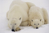 Polar Bear (Ursus maritimus) mother and cub resting, Churchill, Manitoba, Canada
