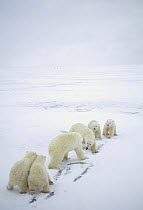 Polar Bear (Ursus maritimus) females fighting while cubs watch, Churchill, Manitoba, Canada