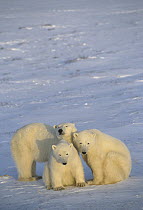 Polar Bear (Ursus maritimus) trio, Churchill, Manitoba, Canada