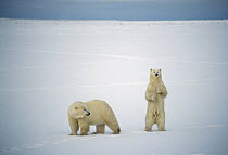 Polar Bear (Ursus maritimus) pair on snowfield, Churchill, Manitoba, Canada