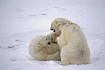 Polar Bear (Ursus maritimus) males fighting, Churchill, Manitoba, Canada