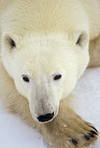 Polar Bear (Ursus maritimus) portrait, Churchill, Manitoba, Canada