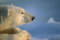 Polar Bear (Ursus maritimus) profile, Churchill, Manitoba, Canada