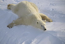 Polar Bear (Ursus maritimus) laying on stomach, Churchill, Manitoba, Canada