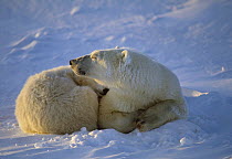Polar Bear (Ursus maritimus) laying in snow, Churchill, Manitoba, Canada