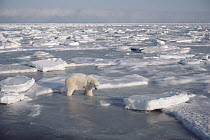 Polar Bear (Ursus maritimus) standing among broken pack ice, Churchill, Manitoba, Canada