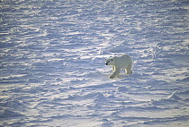 Polar Bear (Ursus maritimus) walking across icefield, Churchill, Manitoba, Canada
