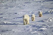 Polar Bear (Ursus maritimus) mother and two cubs crossing icefield, Churchill, Manitoba, Canada