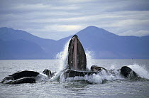 Humpback Whale (Megaptera novaeangliae) group cooperatively feeding on Capelin, Alaska