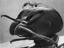 Marauder Ant (Pheidologeton diversus) minor worker on the head of a major worker from the same nest, the major worker shown here has a head width almost exactly ten-fold that of the minor, 56mm versus...