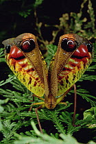 Peacock Katydid (Pterochroza ocellata) flashing false eye spots in defensive posture, Rio Momon, Peru