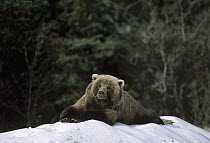 Grizzly Bear (Ursus arctos horribilis) laying in snow, Alaska