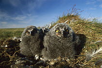 Snowy Owl (Nyctea scandiaca) chicks in tundra nest, Arctic National Widlife Refuge, Alaska