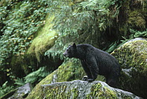 Black Bear (Ursus americanus) on mossy rocks, Alaska