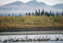Caribou (Rangifer tarandus) group swimming during migration, Kobuk River, Alaska