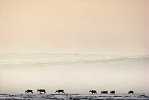 Caribou (Rangifer tarandus) herd crossing misty tundra during migration, Alaska