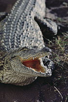 Nile Crocodile (Crocodylus niloticus) mouth defense displaying, South Africa