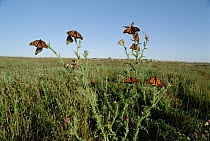Monarch (Danaus plexippus) butterflies on thistle in prairie, Iowa