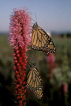 Monarch (Danaus plexippus) butterfly pair resting on Thickspike Gayfeather (Liatris pycnostachya) flower, North America