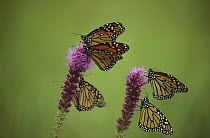 Monarch (Danaus plexippus) butterfly group resting on Thickspike Gayfeather (Liatris pycnostachya) flowers, North America