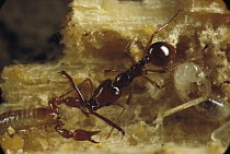 Trap-jaw Ant (Acanthognathus teledectus) worker removing pseudo-scorpion from nest where it was threatening larva, Costa Rica