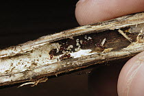 Trap-jaw Ant (Acanthognathus sp) colony lodged within a single twig, Costa Rica